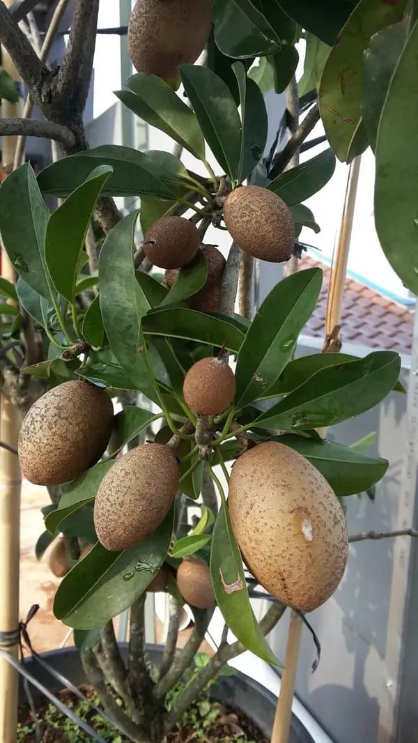 Thai Variety Sapota/Chiku Hybrid Grafting Fruit Plant (Pack Of-1)