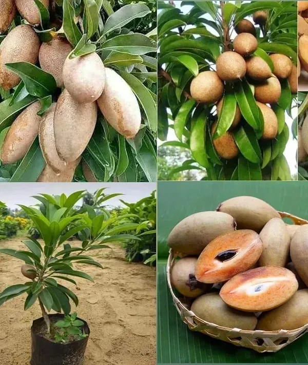 Thai Variety Sapota/Chiku Hybrid Grafting Fruit Plant (Pack Of-1)