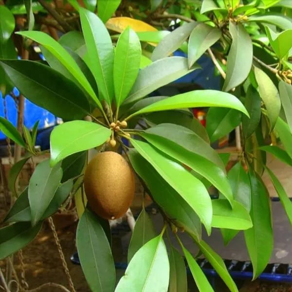 Thai Variety Sapota/Chiku Hybrid Grafting Fruit Plant (Pack Of-1)
