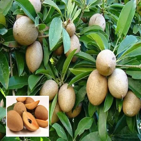 Thai Variety Sapota/Chiku Hybrid Grafting Fruit Plant (Pack Of-1)
