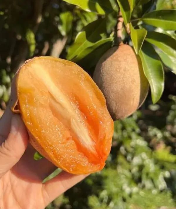 Thai Variety Sapota/Chiku Hybrid Grafting Fruit Plant (Pack Of-1)
