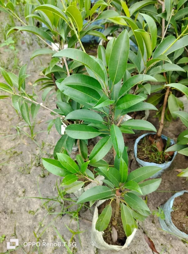 Thai Variety Sapota/Chiku Hybrid Grafting Fruit Plant (Pack Of-1)