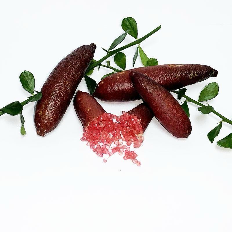 Finger Lemon Fruit Plant (Hybrid & Grafting )Pack Of-1