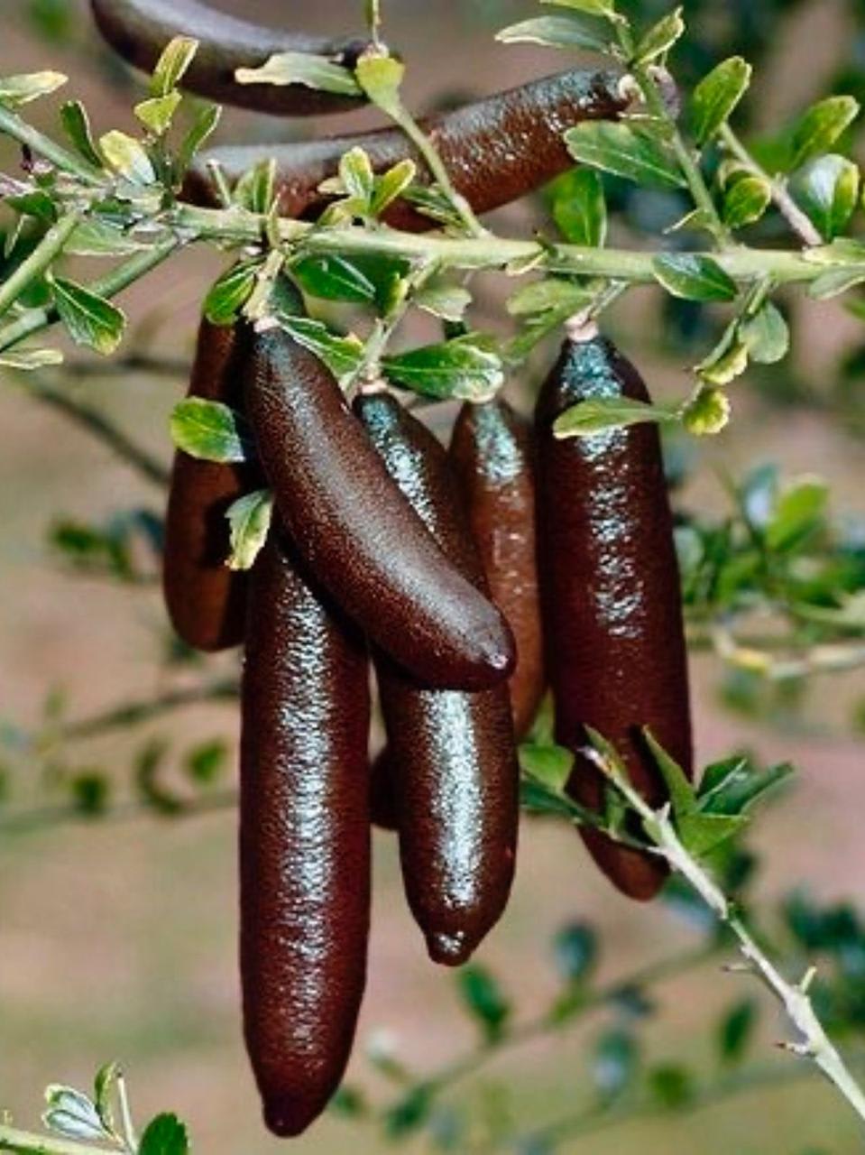 Finger Lemon Fruit Plant (Hybrid & Grafting )Pack Of-1