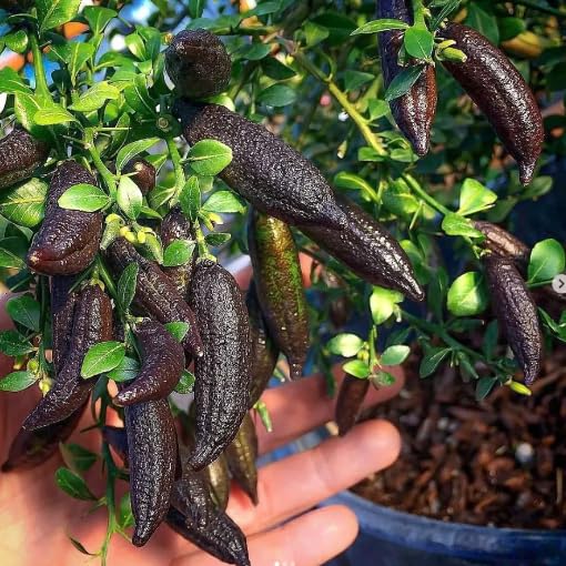 Finger Lemon Fruit Plant (Hybrid & Grafting )Pack Of-1
