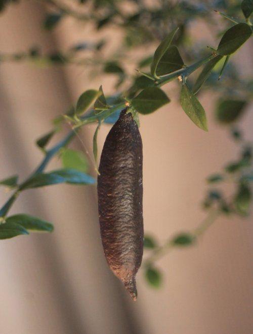 Finger Lemon Fruit Plant (Hybrid & Grafting )Pack Of-1