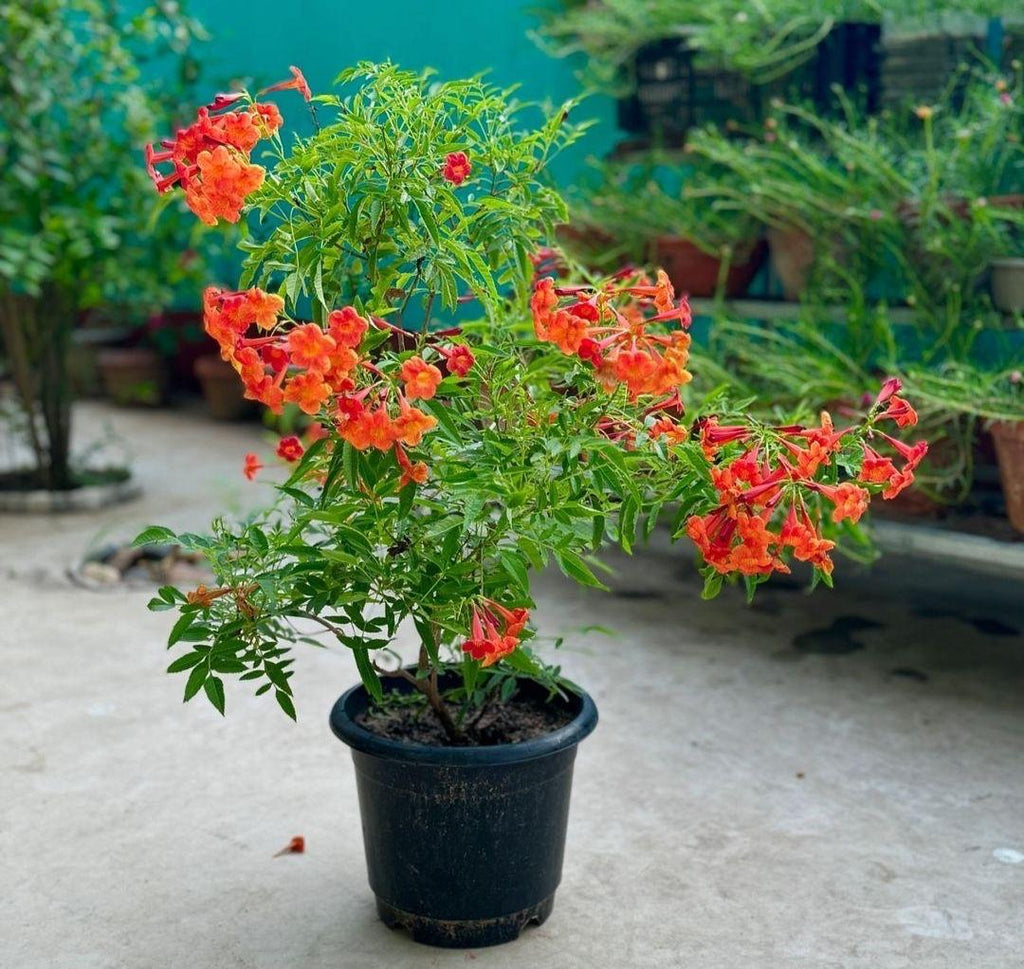 Tecoma Orange Flower Plant ( Pack Of-1 )