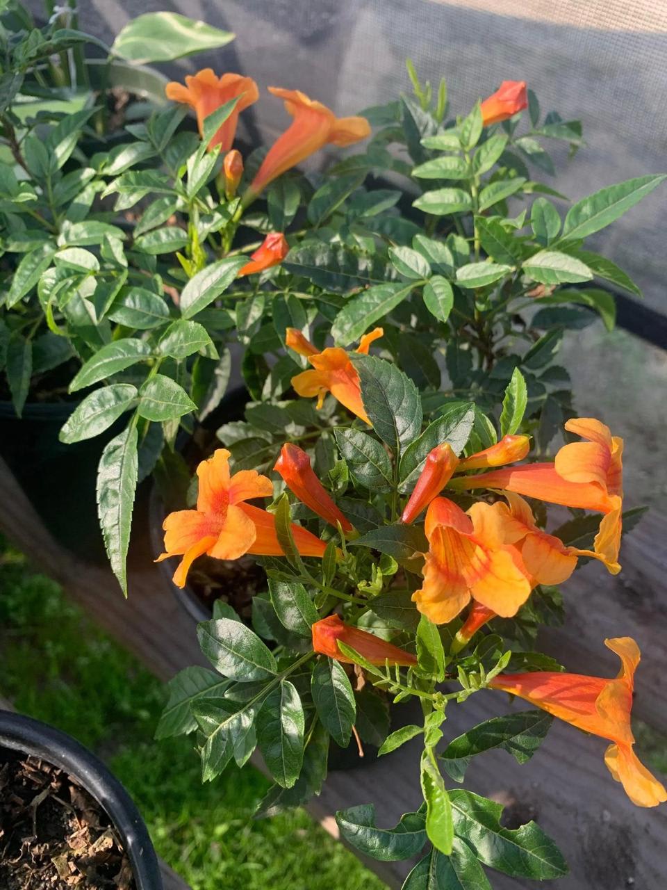Tecoma Orange Flower Plant ( Pack Of-1 )