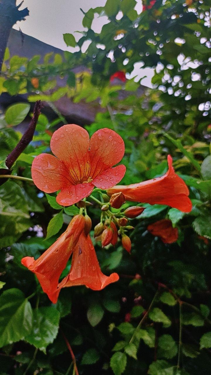 Tecoma Orange Flower Plant ( Pack Of-1 )