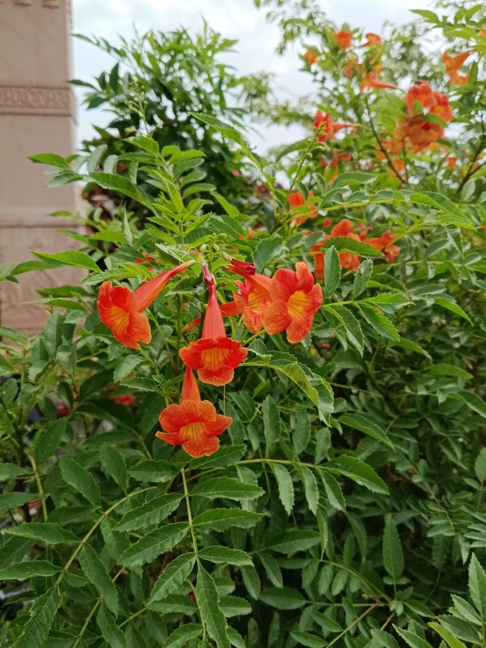 Tecoma Orange Flower Plant ( Pack Of-1 )