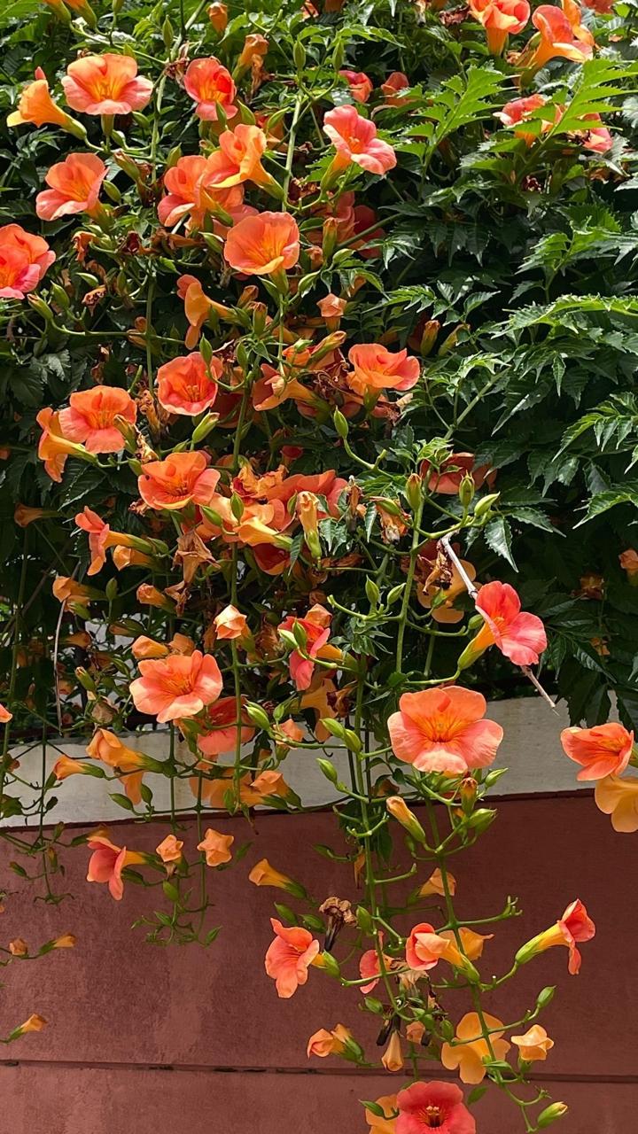 Tecoma Orange Flower Plant ( Pack Of-1 )