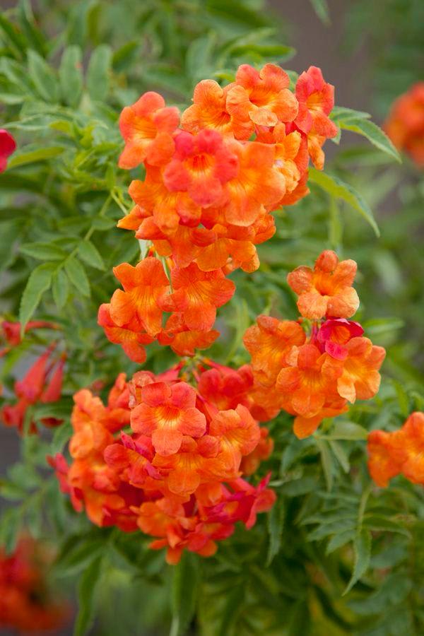 Tecoma Orange Flower Plant ( Pack Of-1 )