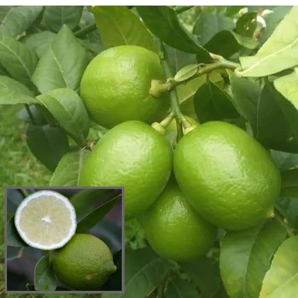 Hybrid Seedless Lemon Plant (Pack Of-1 )
