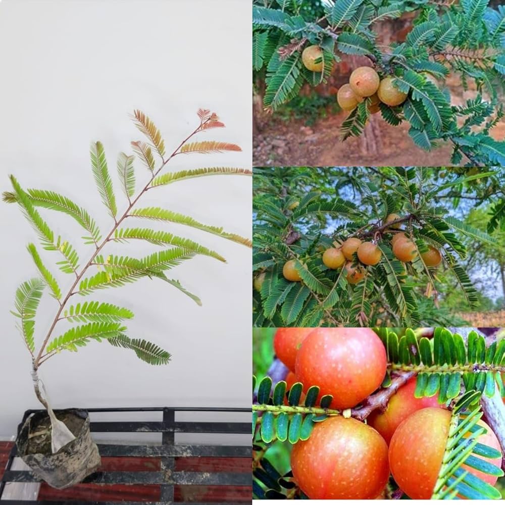 Red Amla Fruit Plant (Hybrid & Grafting) Pack Of-1