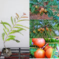 Red Amla Fruit Plant (Hybrid & Grafting) Pack Of-1
