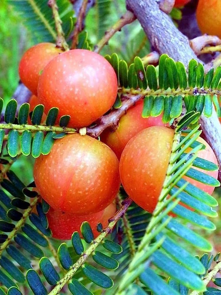 Red Amla Fruit Plant (Hybrid & Grafting) Pack Of-1