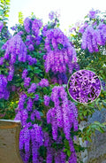 Hybrid Ptrea Volubilis (Neel Monilota) Flower Plant Pack Of 1