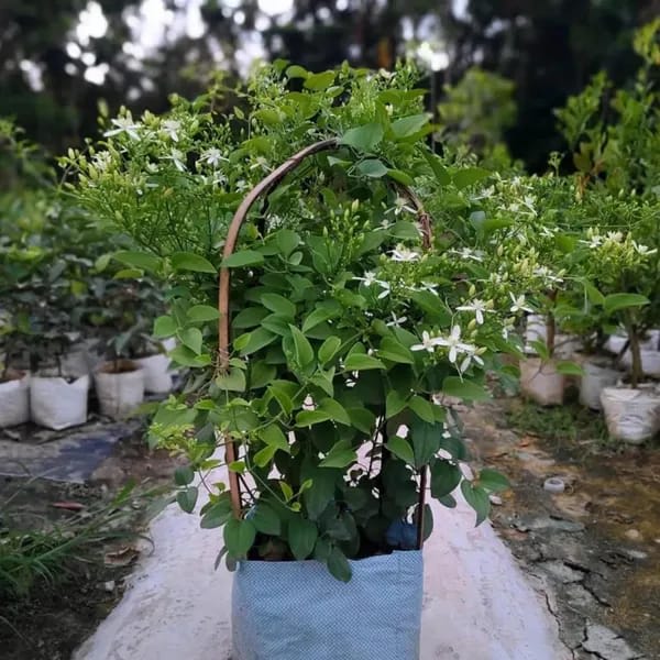 Juhi/Jasmine Flower Plant (Hybrid & Grafting) Pack Of-1