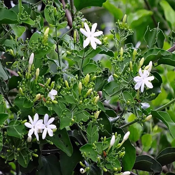 Juhi/Jasmine Flower Plant (Hybrid & Grafting) Pack Of-1