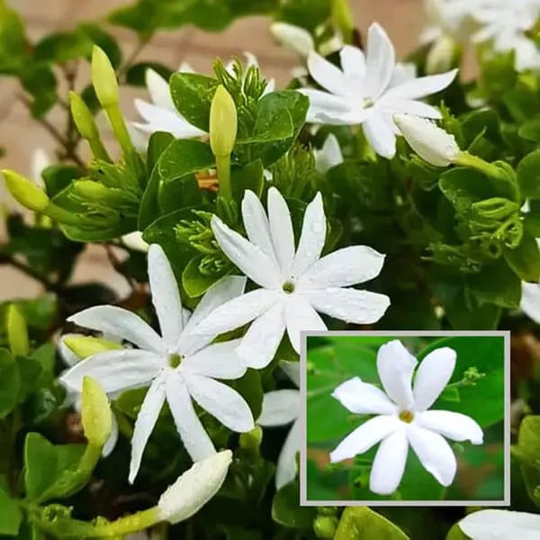 Juhi/Jasmine Flower Plant (Hybrid & Grafting) Pack Of-1