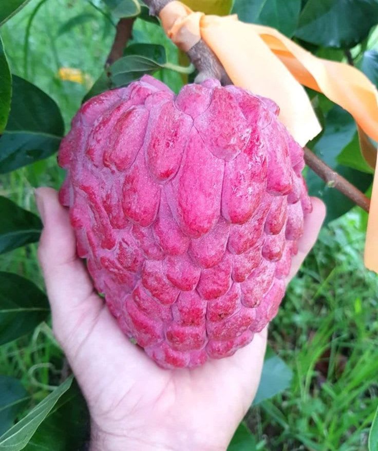 Red Custard Apple (Hybrid & Grafting) Plant Pack Of -1