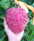 Red Custard Apple (Hybrid & Grafting) Plant Pack Of -1