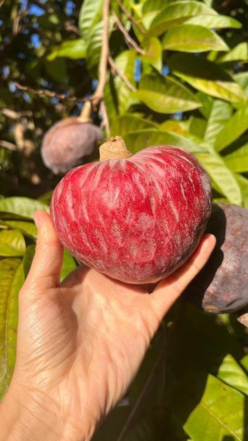 Red Custard Apple (Hybrid & Grafting) Plant Pack Of -1