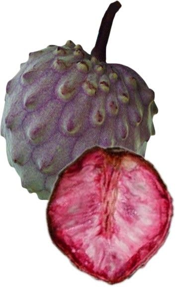 Red Custard Apple (Hybrid & Grafting) Plant Pack Of -1