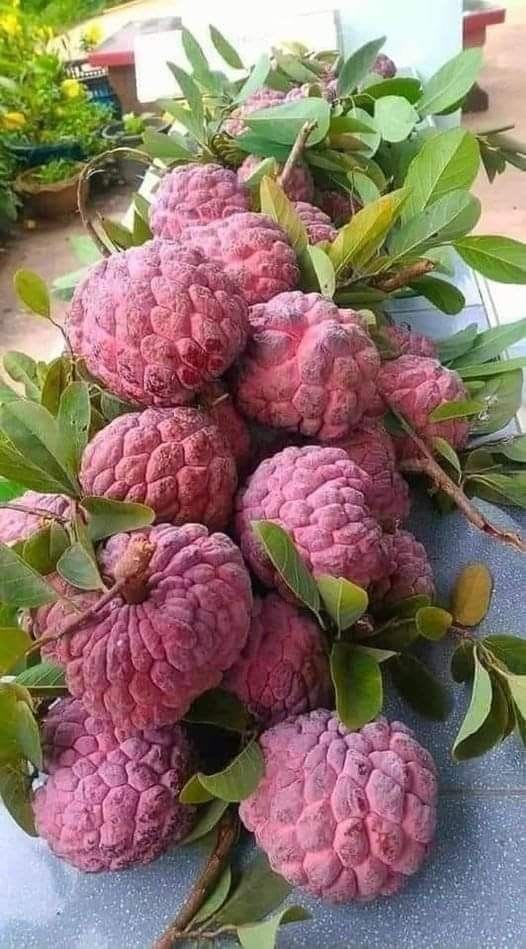 Red Custard Apple (Hybrid & Grafting) Plant Pack Of -1