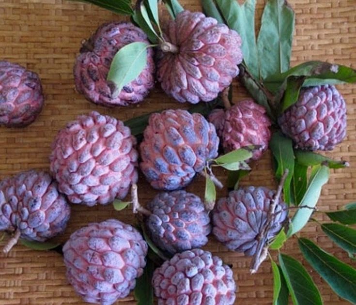 Red Custard Apple (Hybrid & Grafting) Plant Pack Of -1