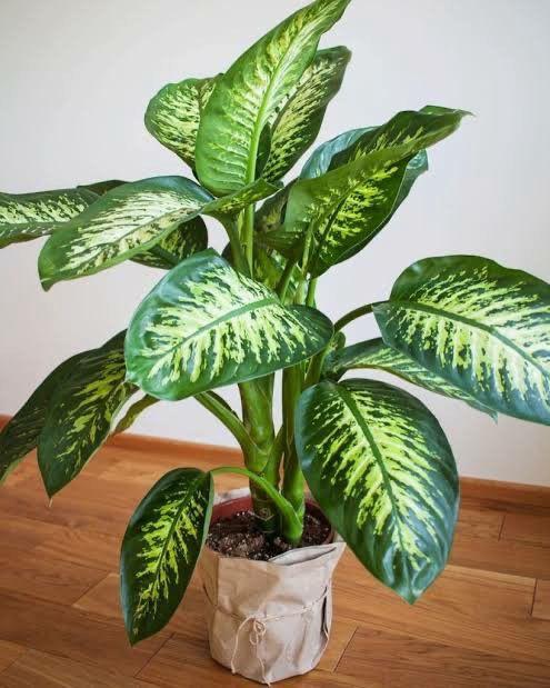 Hybrid Dieffenbachia Plant (Pack Of-1 )