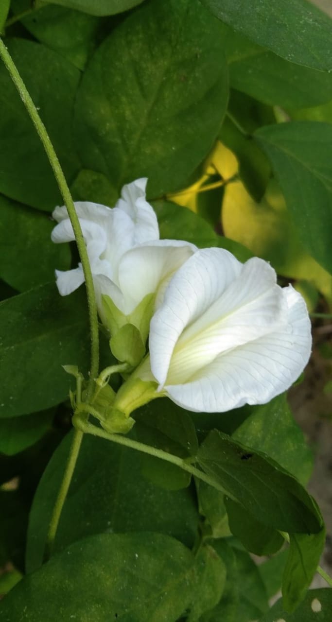 White Aparajita Flower Plant (Pack Of-1)