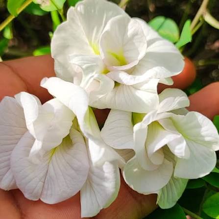 White Aparajita Flower Plant (Pack Of-1)