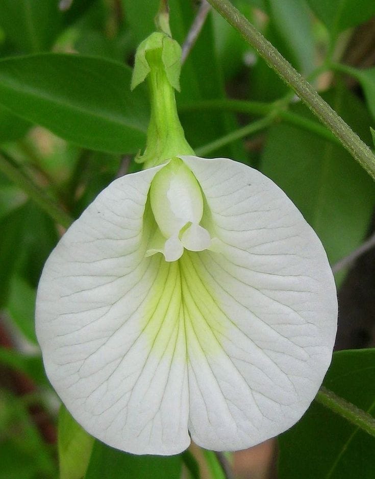 White Aparajita Flower Plant (Pack Of-1)