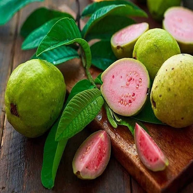 Lalit Guava (Hybrid & Grafting) Fruit Plant Pack Of-1