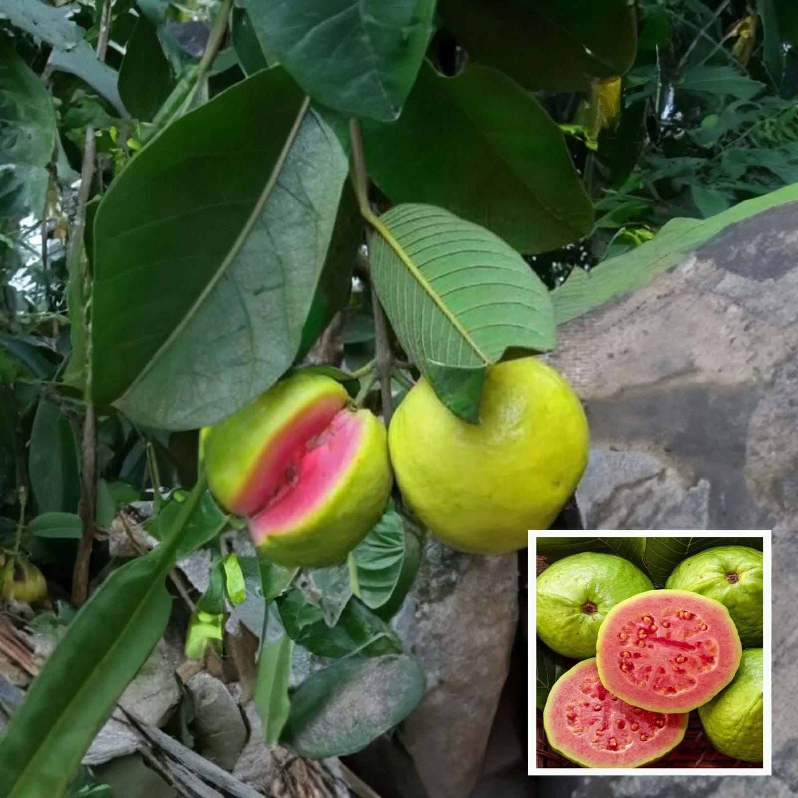 Lalit Guava (Hybrid & Grafting) Fruit Plant Pack Of-1