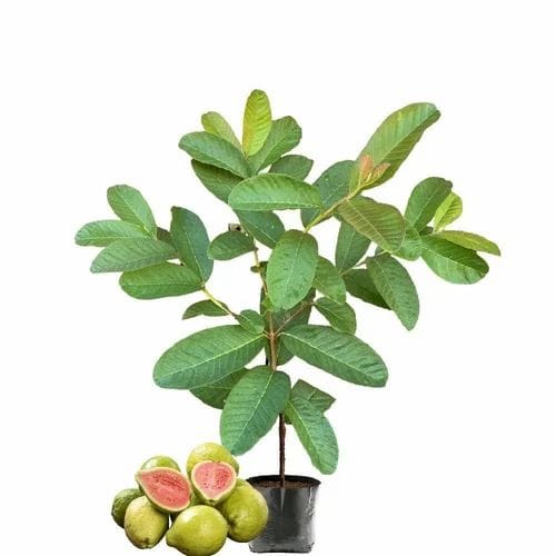 Lalit Guava (Hybrid & Grafting) Fruit Plant Pack Of-1