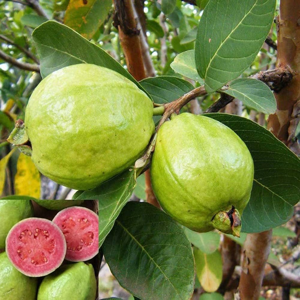 Lalit Guava (Hybrid & Grafting) Fruit Plant Pack Of-1