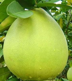 Hybrid Pomelo Orange Grafting Fruit Plant (Pack Of-1)