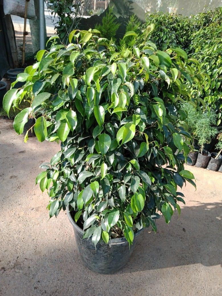 Hybrid Ficus Benjamina Plant (Pack Of-1 )