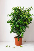 Hybrid Ficus Benjamina Plant (Pack Of-1 )