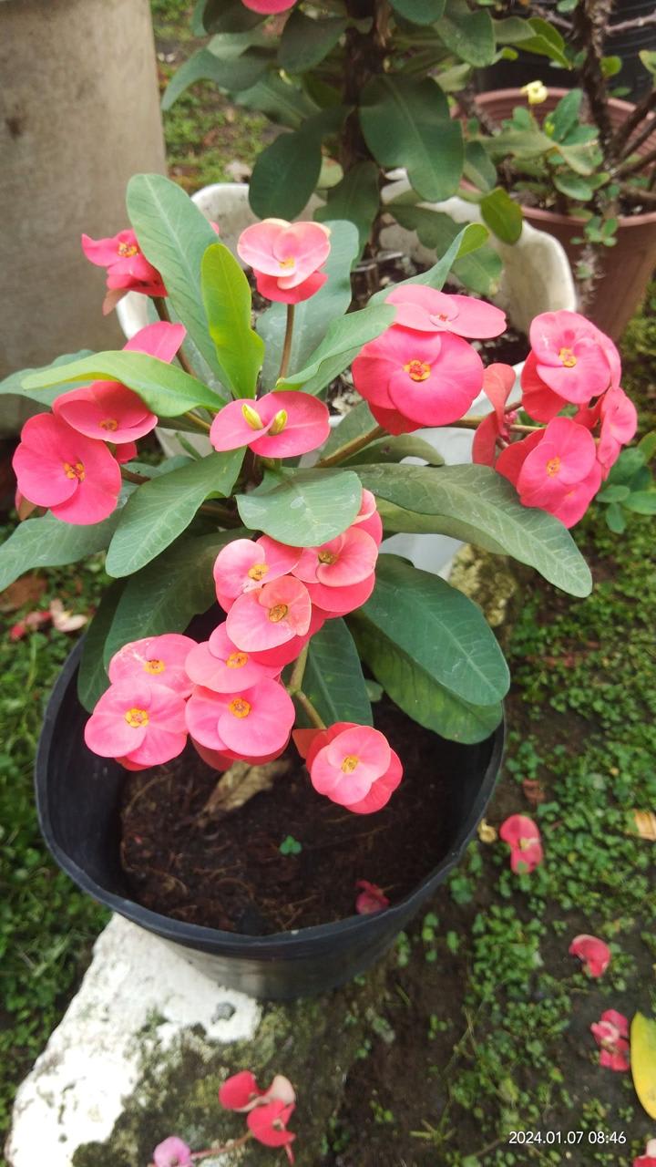 Mili Pink Flower Plant (Pack Of-1 )