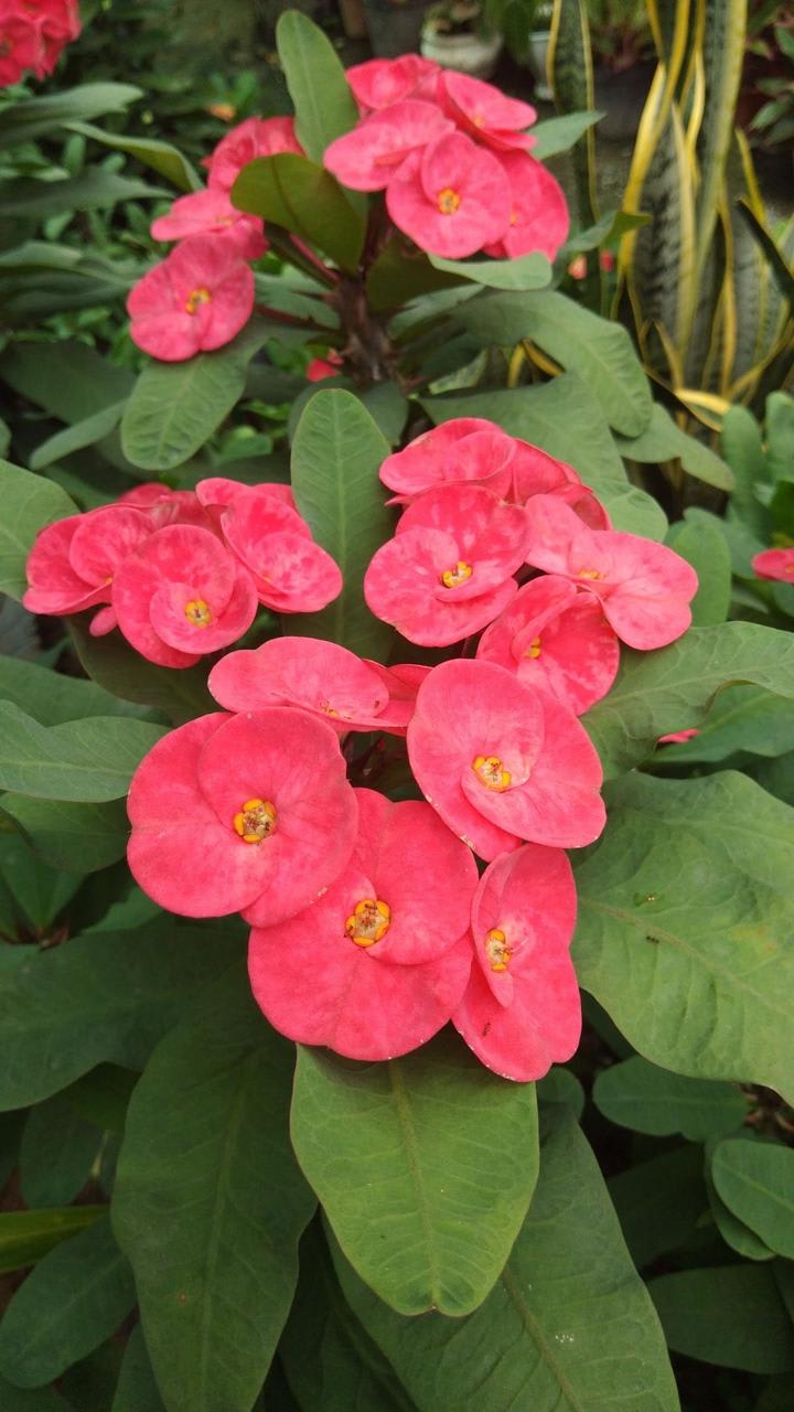 Mili Pink Flower Plant (Pack Of-1 )