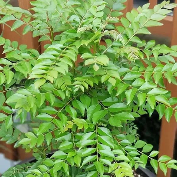 Hybrid Curry Leaf Plant (Pack Of-1 )