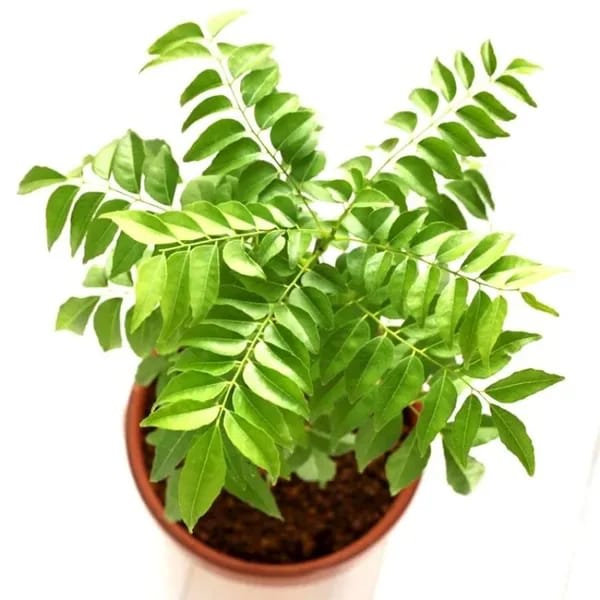 Hybrid Curry Leaf Plant (Pack Of-1 )