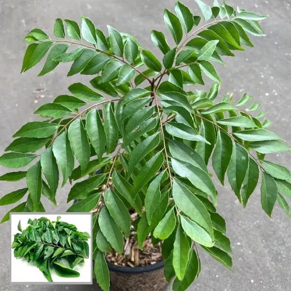 Hybrid Curry Leaf Plant (Pack Of-1 )