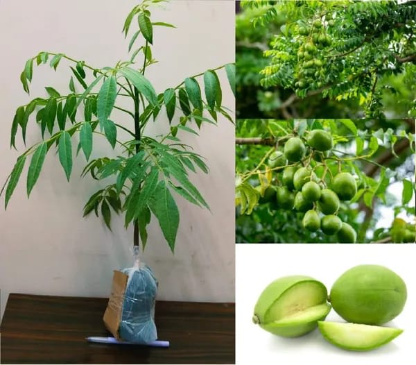 Hybrid All Time Amra Plant (Pack Of-1 )