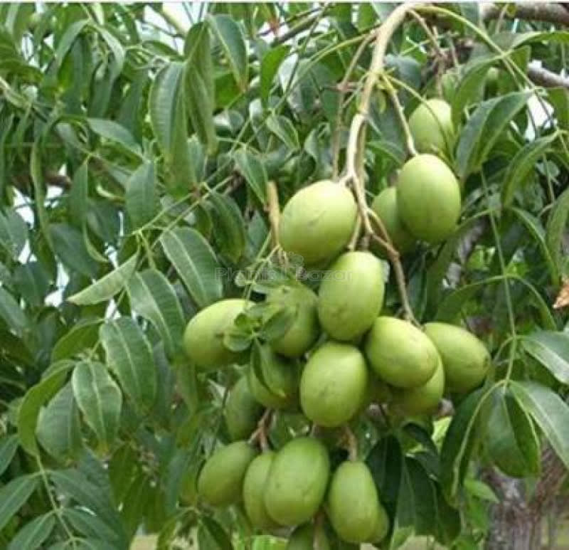 Hybrid All Time Amra Plant (Pack Of-1 )