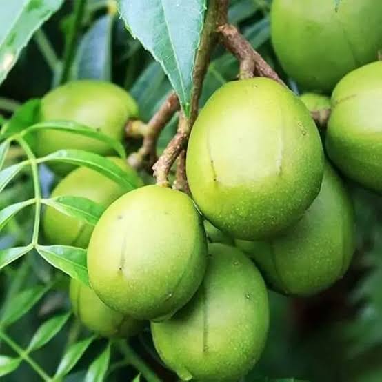 Hybrid All Time Amra Plant (Pack Of-1 )