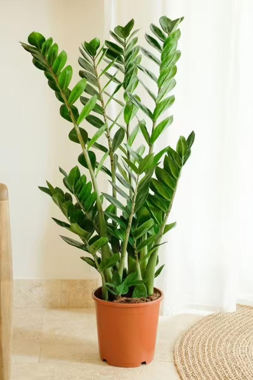 Indoor Plant (Pack Of-1 )